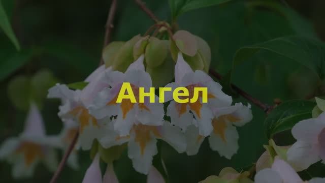 Ангел смотреть онлайн