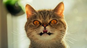 Тут-Тук, кто там? Швейне Пепа