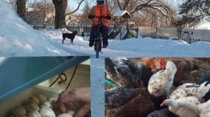Брянск -22. Куры, инкубация, велик. Первое охлаждение инкубационного яйца.