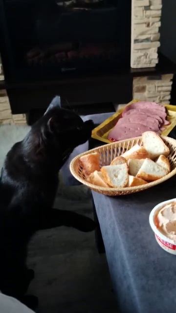 Скромный кот смотреть онлайн