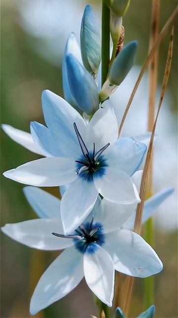 Цветок, который спит ночью! 🌟 Иксия — звезда сада. смотреть онлайн