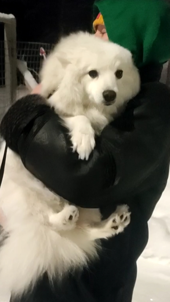 Шпиц портрет акрилом на холсте 🥰 смотреть онлайн