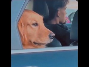 Крутой песик лайк кто любит собак❤️