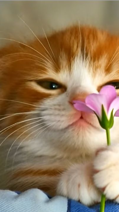 Бриттани, поздравляю Вас с Днём рождения! смотреть онлайн