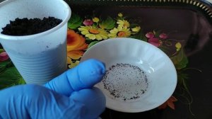 Мелкие, как пыль, семена Лобелии посадить просто.