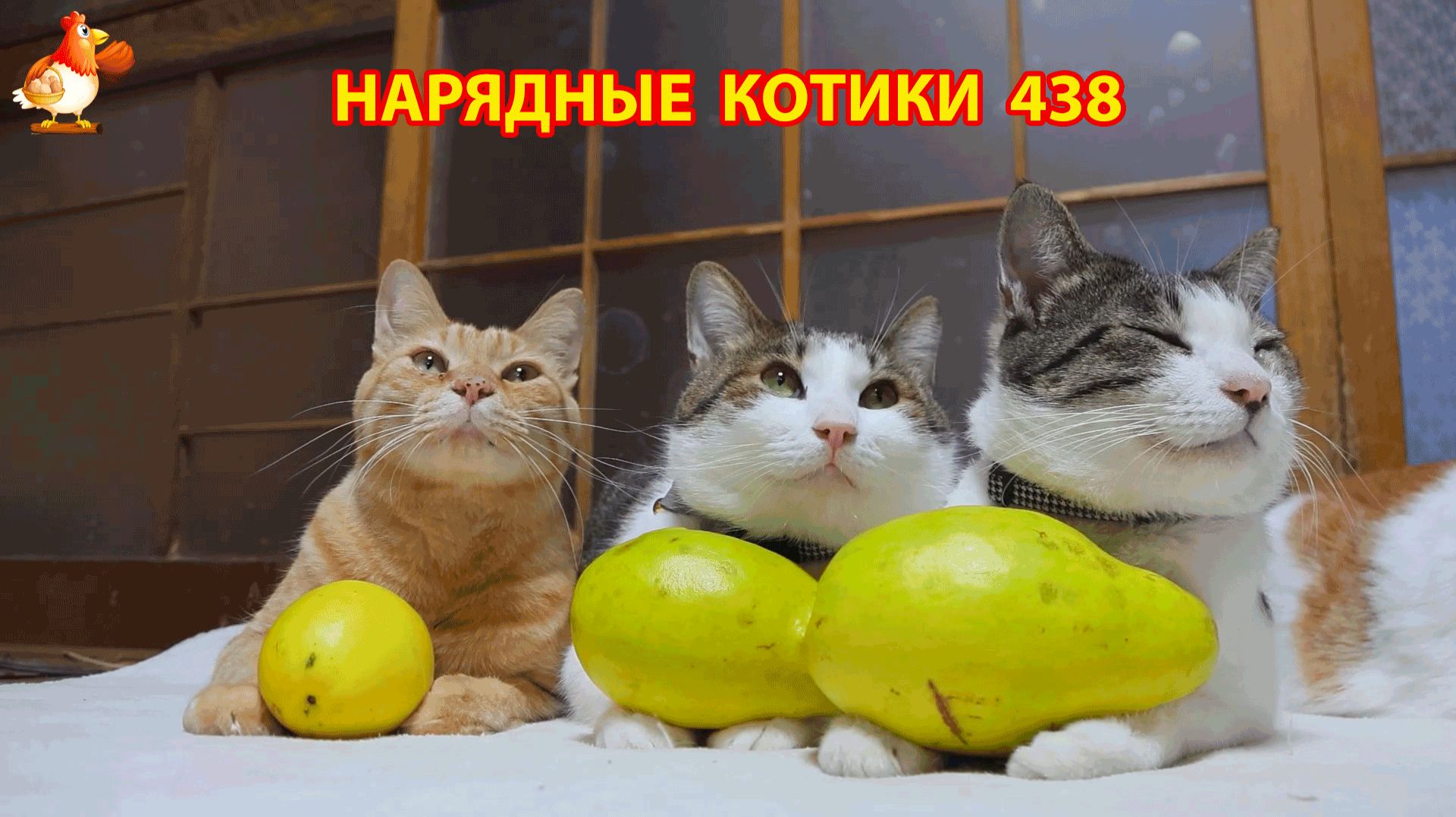 Нарядные Котики расслабляются на солнышке 🌞 🐈🐈🐈 (438) смотреть онлайн