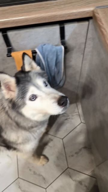 Дегустация поднебесного хрючева смотреть онлайн