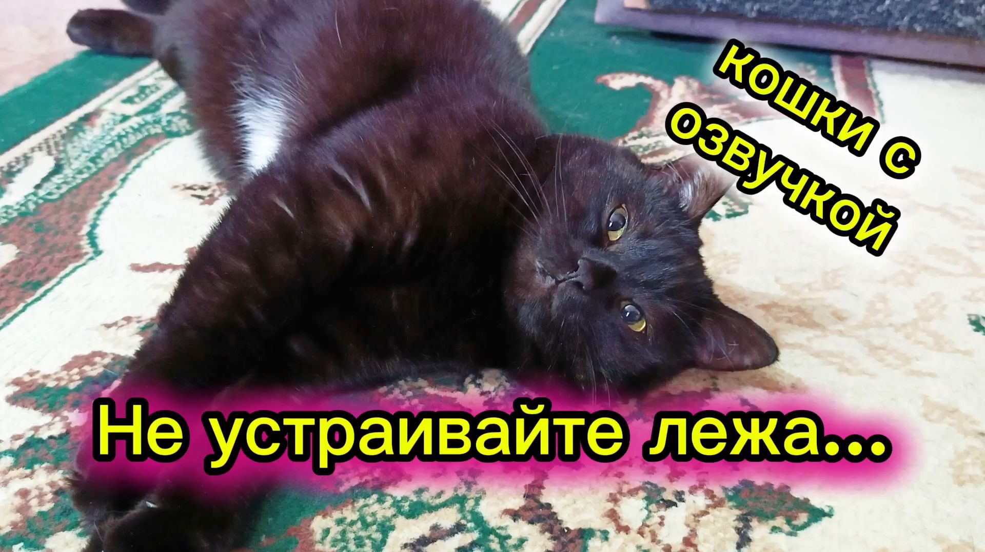 КОШКИ С ОЗВУЧКОЙ. смотреть онлайн