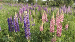 ЛЮПИНЫ. Роскошное поле с люпинами.