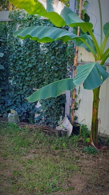 Сколько бананов на участке смотреть онлайн