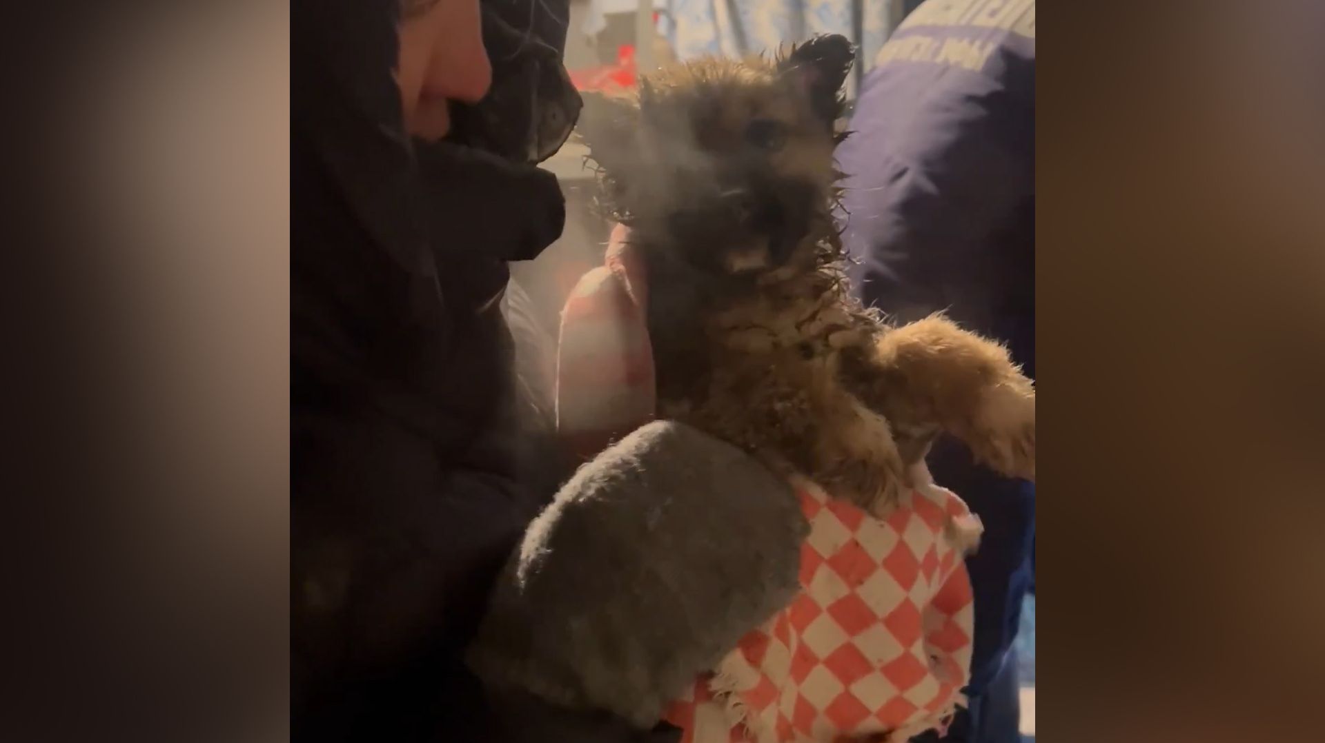 Распилили гараж: в Уфе спасли замерзающих на морозе щенят смотреть онлайн