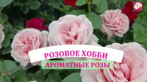 АРОМАТНЫЕ РОЗЫ. Краткий обзор