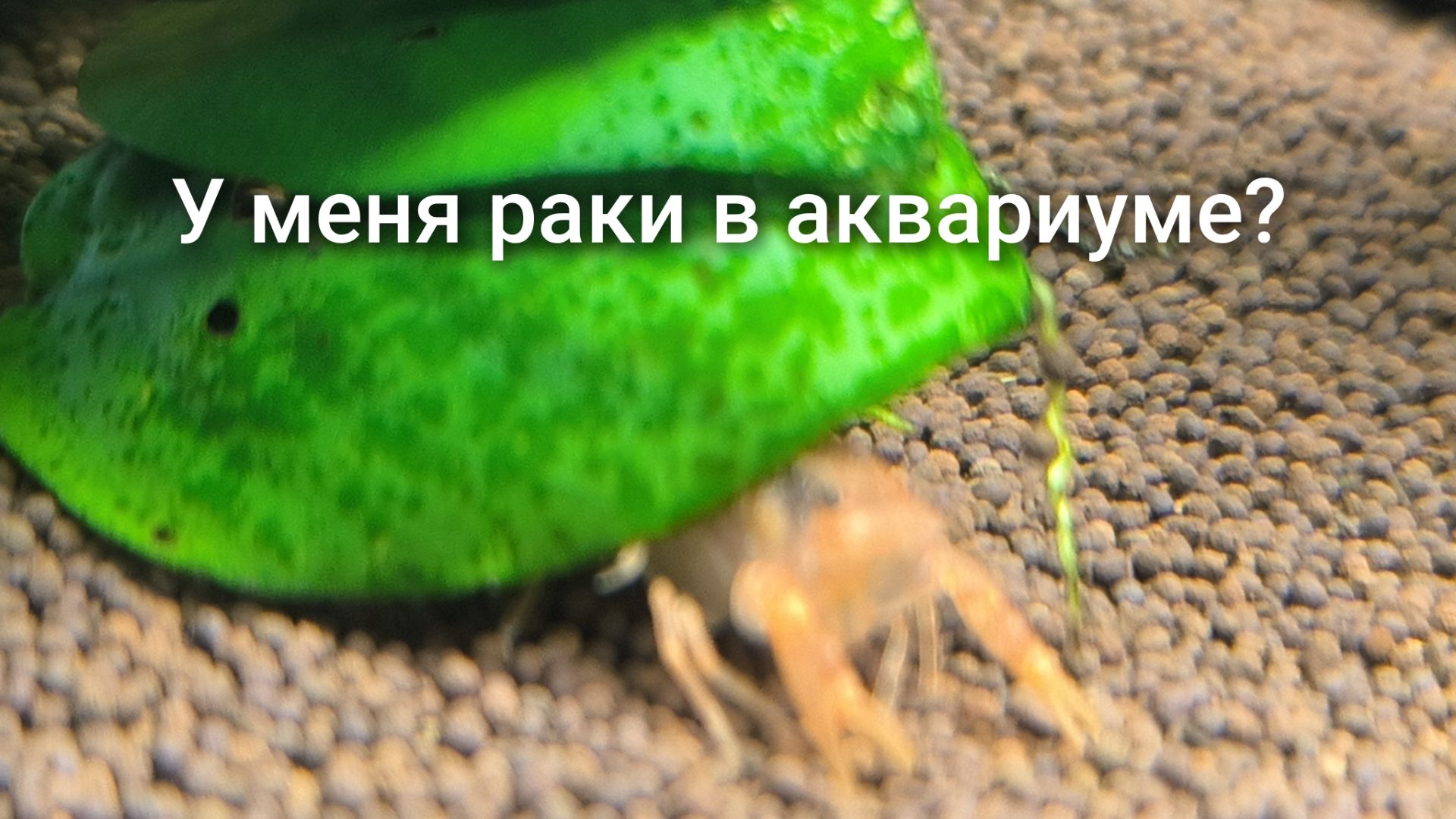 Изменение в аквариуме xiaomi у меня в аквариуме раки! смотреть онлайн