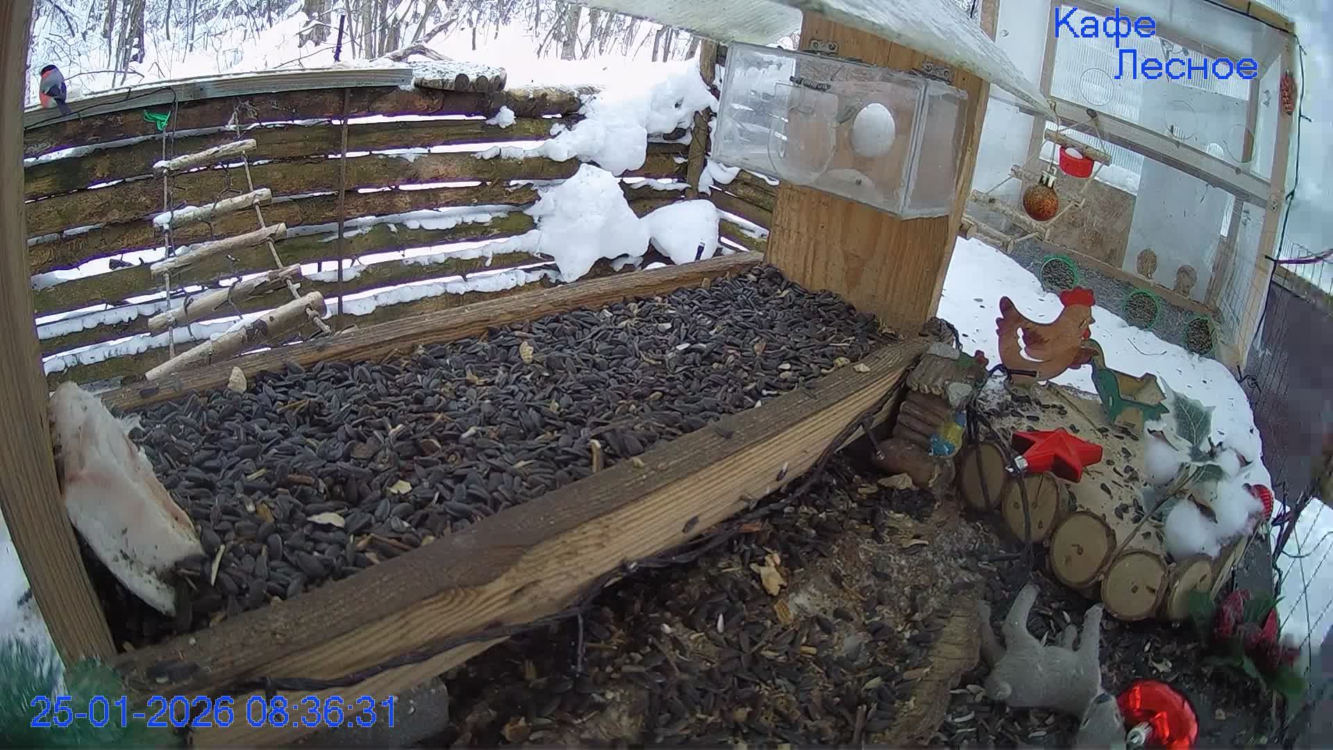 🔴 24 LIVE Главная Кормушка смотреть онлайн