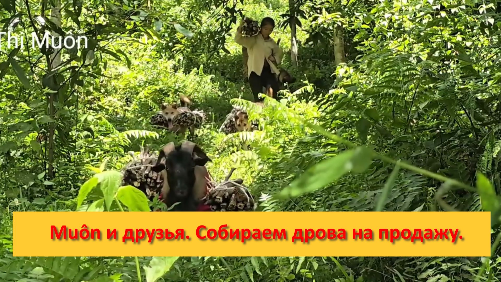 Muôn и друзья из Вьетнама. Собираем дрова в лесу на продажу. смотреть онлайн