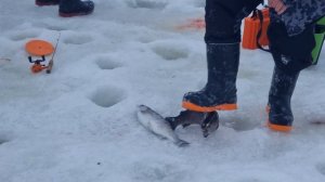 сёмкина 2 в комаровке