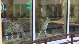 Сервалы в ожидание еды 240126