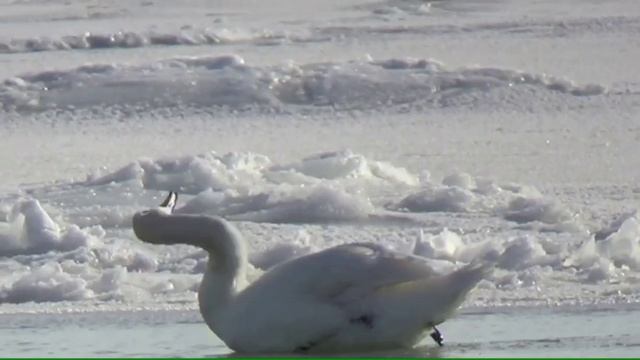 Один среди льдин в Ейске на Лимане❄️ смотреть онлайн