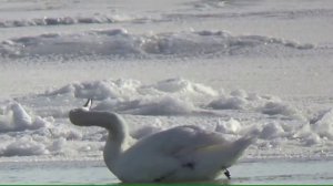 Один среди льдин в Ейске на Лимане❄️