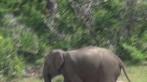 Шри Ланка. Заповедник. Слон торопится