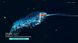 ℹ️ КТО ЖИВЕТ В ОКЕАНЕ? ОТ ДЕЛЬФИНОВ ДО МОНСТРОВ ГЛУБИНЫ | ДОКУМЕНТАЛЬНЫЙ ФИЛЬМ 🎬 1080p