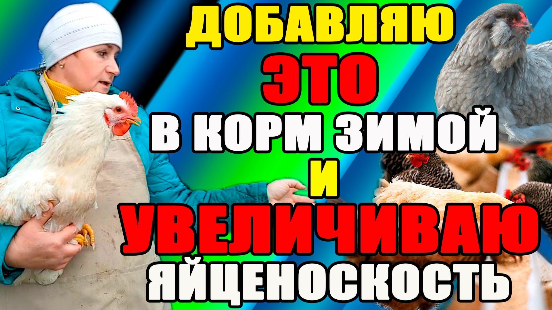Добавляю в корм ЭТО зимой и УВЕЛИЧИВАЮ яйценоскость. смотреть онлайн
