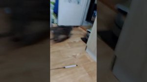 моя жизнь с кошкой