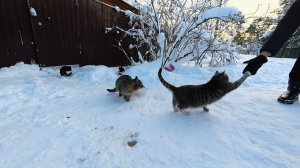 Сергей и Алиса | История двух сердец | Дачные видеозарисовки | День Добрых Дел | 12.01.2026