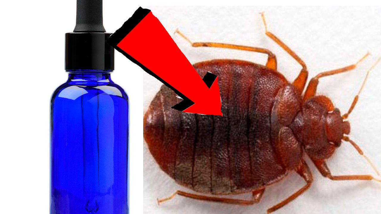 Как избавиться от Клопов За 3 Секунды..!!!...!!!...!!!. смотреть онлайн