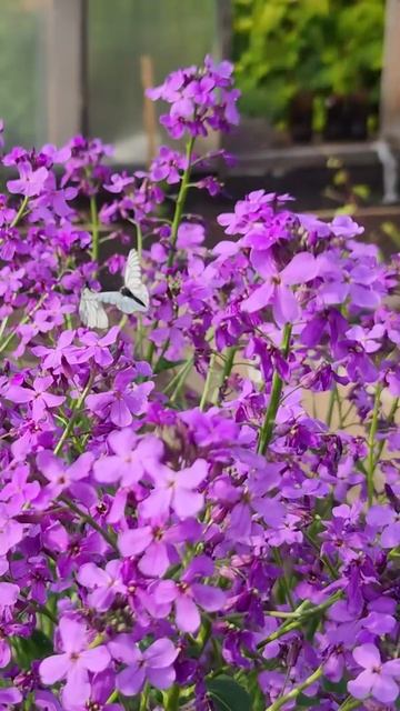 Тайна вечернего сада: Вечерница матроны.😍 смотреть онлайн