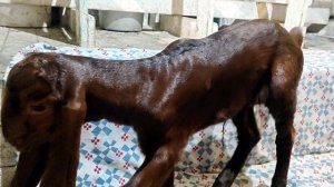 ИСПЕКЛА ЛОДОЧЕК ПО БЕЛОКОЗОВСКИ