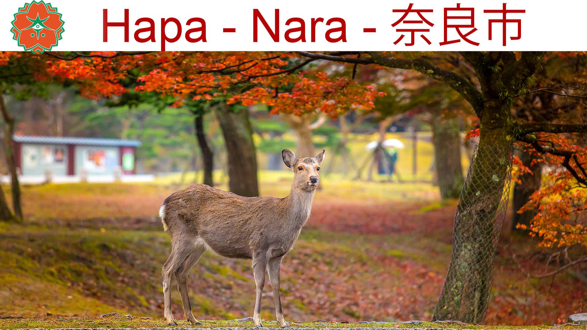 Японский город, где больше всего в Мире меди в Будде, дерева и фонарей в Храме и очень умных оленей смотреть онлайн