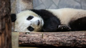 Тысячи людей провожают последних панд в Японии перед их возвращением в Китай