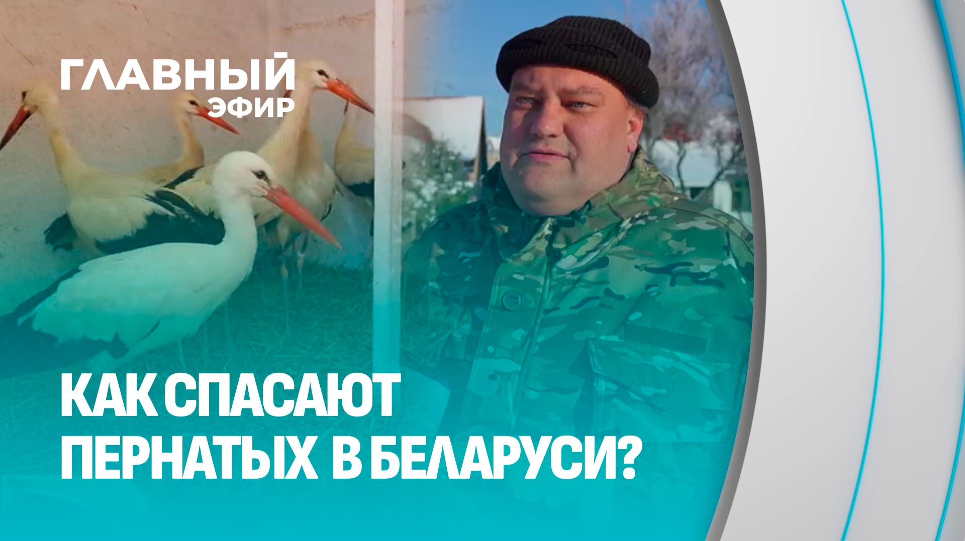Дом брестского аиста! Как в Беларуси спасают пернатых от мороза? Главный эфир смотреть онлайн