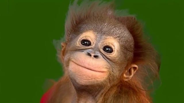 Смешная обезьянка 19_encoded смотреть онлайн