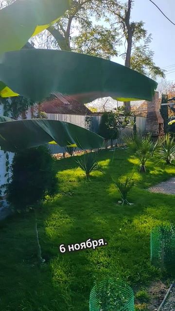 Как подрасли растения смотреть онлайн