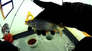 ЗИМНИЙ ФИДЕР ИЛИ УДОЧКА