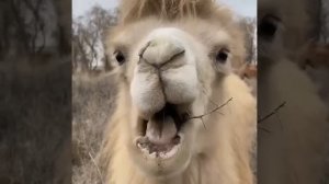 VID_20260125_135931_062.mp4