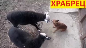 Конфликты животных