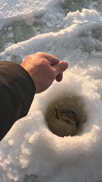 Здоровенный СУДАК! Не лезет в лунку Зимняя рыбалка смотреть онлайн