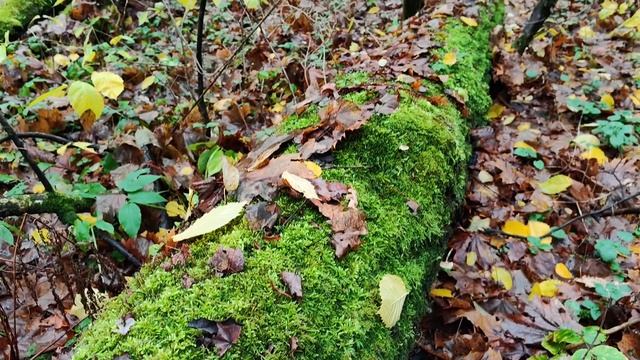 Осенний лес смотреть онлайн