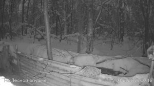 LIVE: На лесной опушке. Природа онлайн