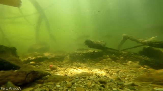 КАК КЛЮЁТ ГИГАНСТКИЙ КАРП смотреть онлайн