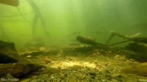 КАК КЛЮЁТ ГИГАНСТКИЙ КАРП