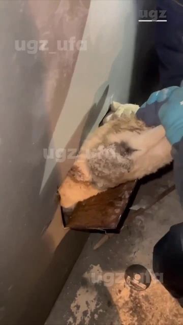 Спасатели Уфы разрезали металлический гараж, чтобы достать трех замерзающих щенков смотреть онлайн