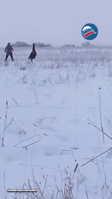 Страус сбежал с частной фермы в Ленобласти. Погоня за птицей попала на видео смотреть онлайн