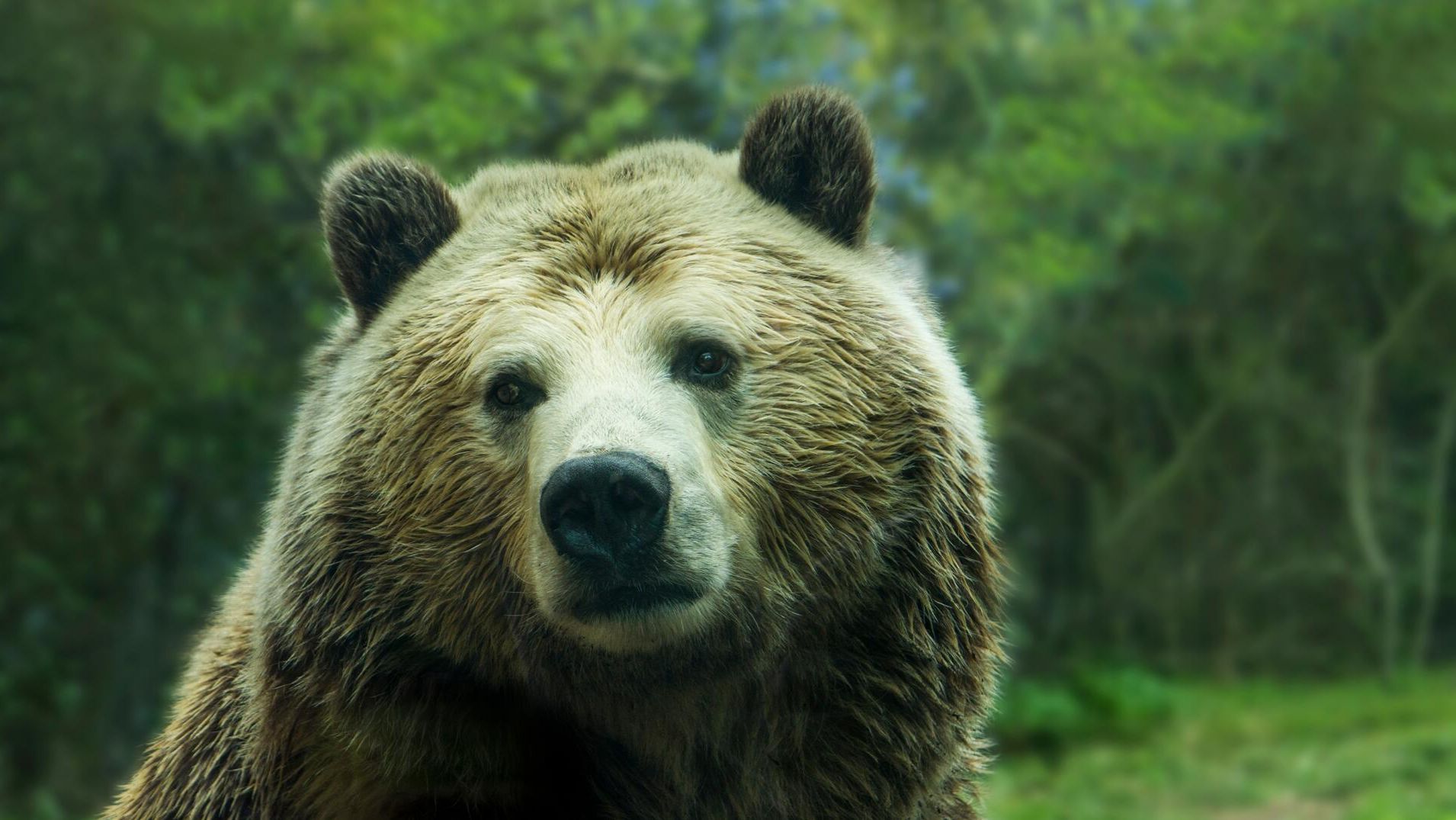 avulsed-decrepit-sigh cut смотреть онлайн