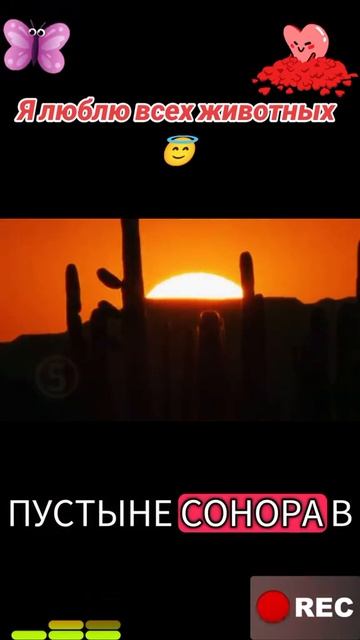 Я люблю всех животных😇 смотреть онлайн