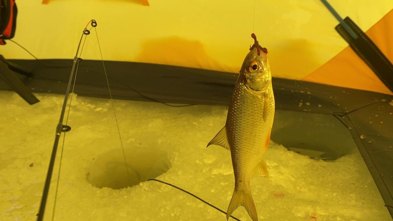 ПЛОТВА НА ПОДЛЕДНЫЙ ФИДЕР смотреть онлайн