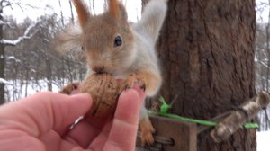 Забегали Рыжая и Белка с хвостиком. Зарисовка